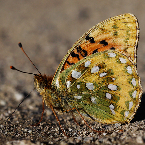 Argynnis aglaja