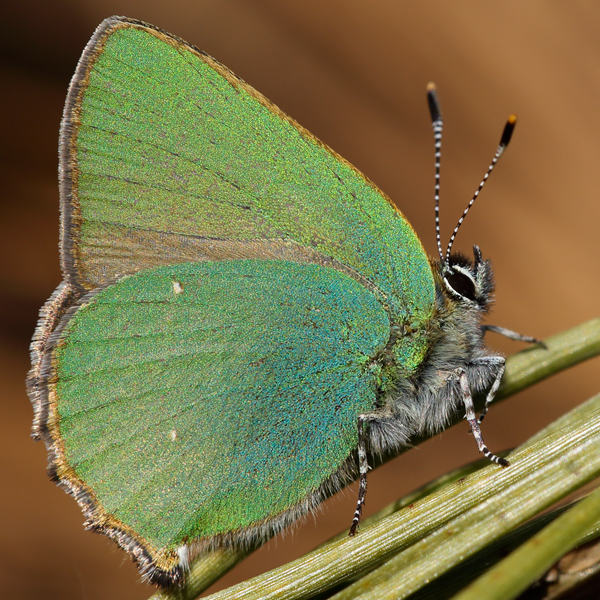 Callophrys rubi