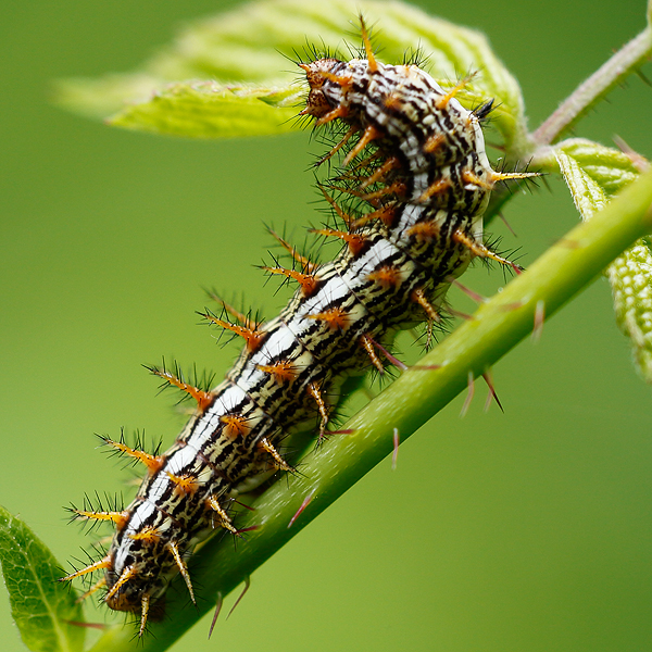 Brenthis daphne larva