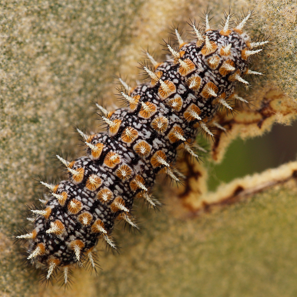 Melitaea trivia larva