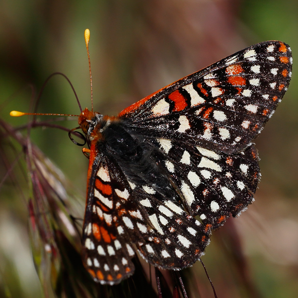 Euphydryas-chalcedona