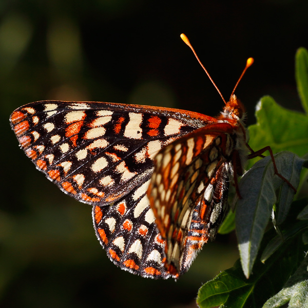 Euphydryas-chalcedona