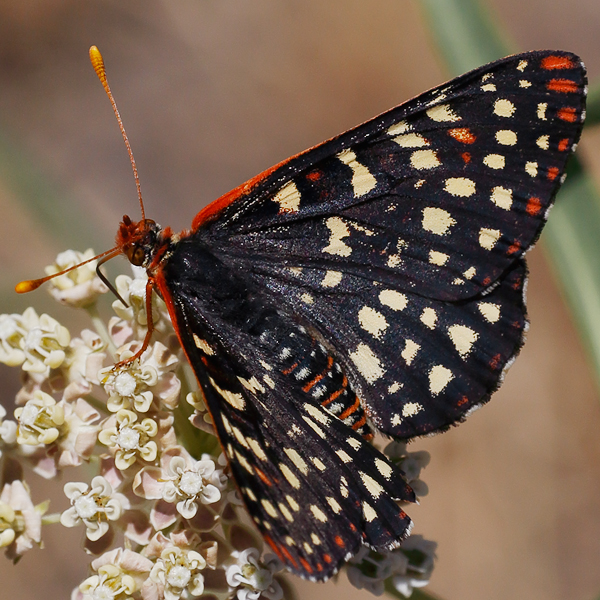 Euphydryas-chalcedona