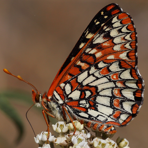 Euphydryas-chalcedona