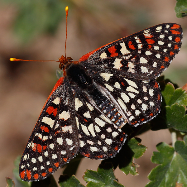 Euphydryas chalcedona