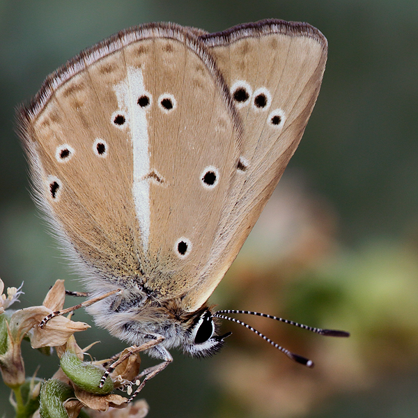 Polyommatus ripartii