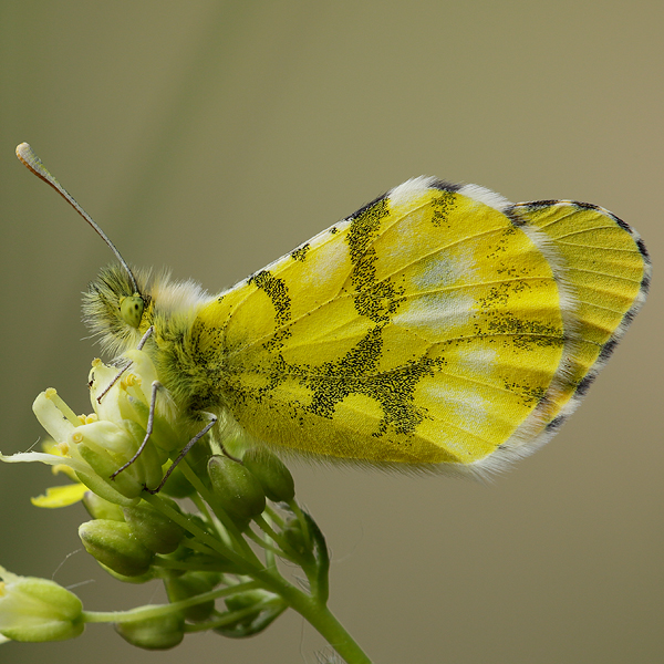 Anthocharis euphenoides