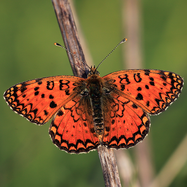 Melitaea aetherie