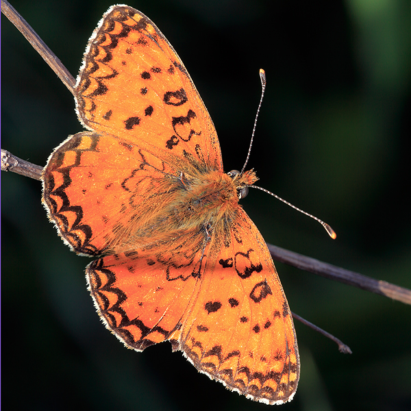 Melitaea aetherie