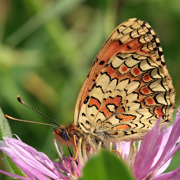 Melitaea aetherie