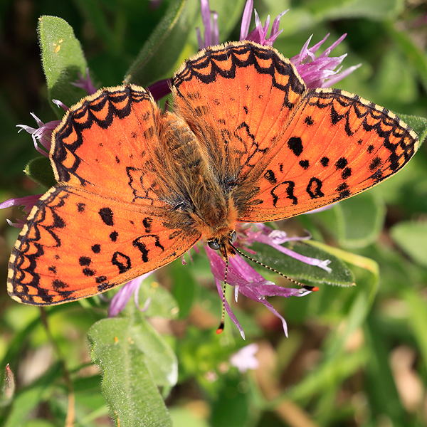 Melitaea aetherie