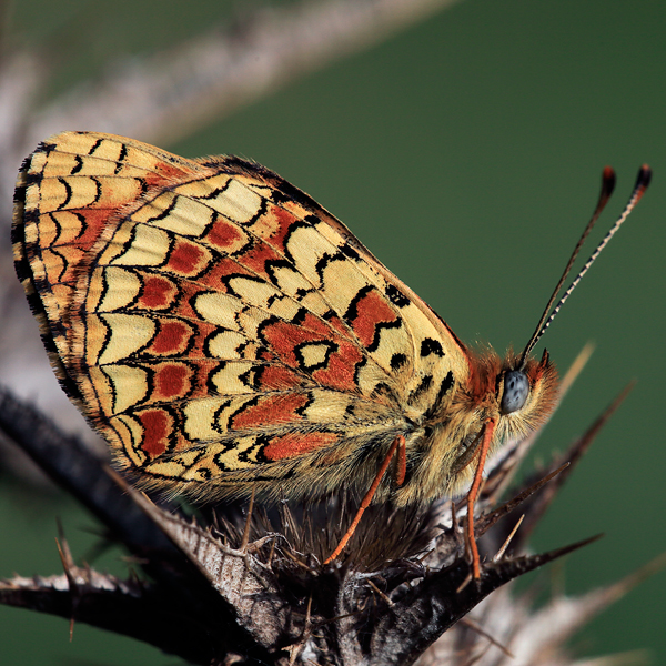 Melitaea aetherie