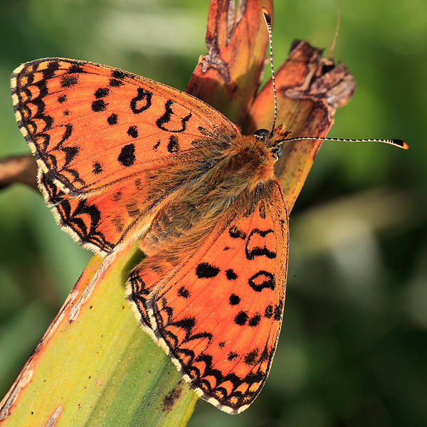 Melitaea aetherie