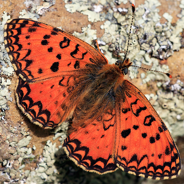 Melitaea aetherie