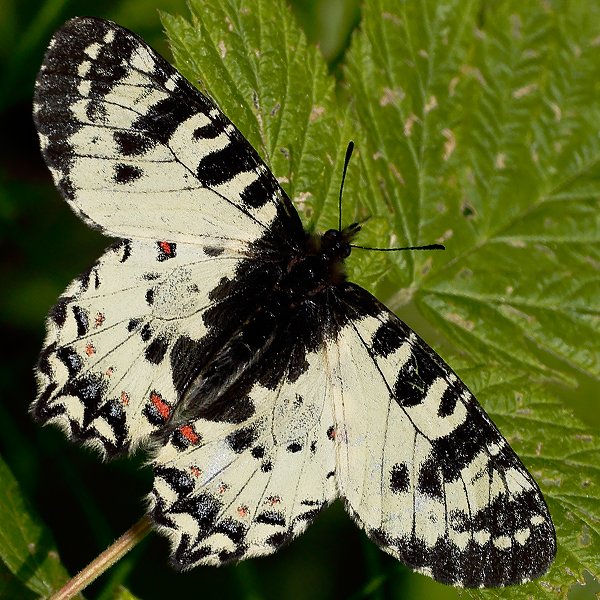 Zerynthia caucasica