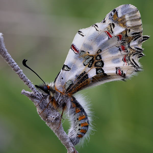 Zerynthia deyrollei