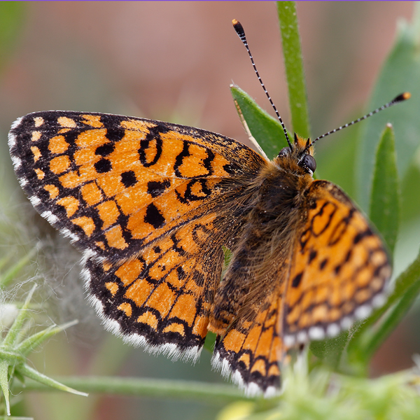 Melitaea collina