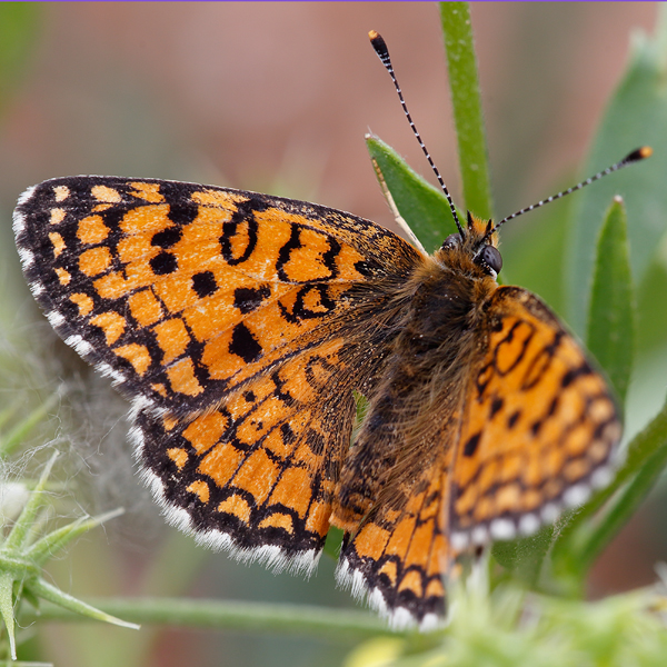 Melitaea collina