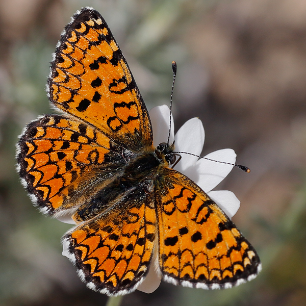 Melitaea collina