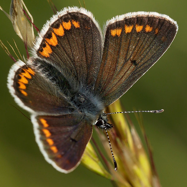 Aricia agestis