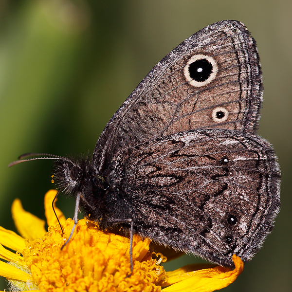 Cercyonis oetus