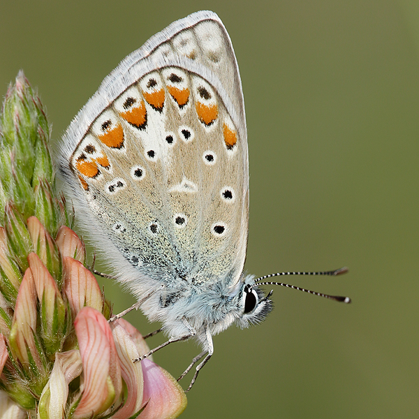 Polyommatus thersites