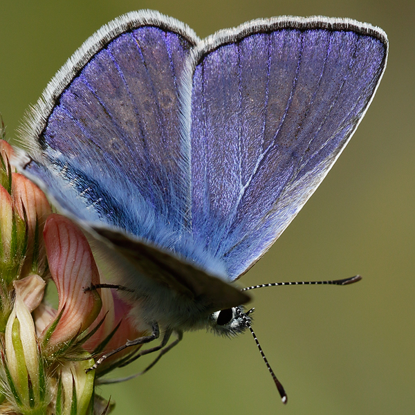 Polyommatus thersites