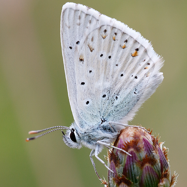 Polyommatus coridon