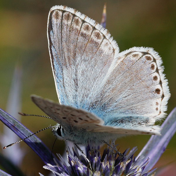 Polyommatus coridon