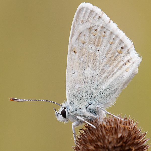 Polyommatus coridon