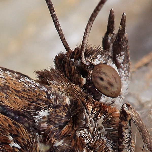 Aloeides pallida