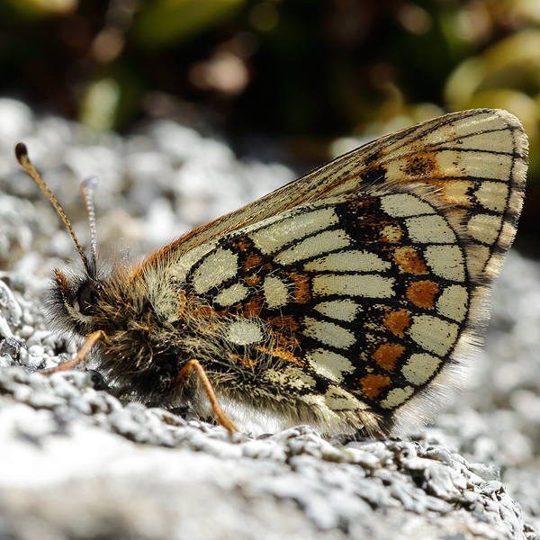 Melitaea asteria