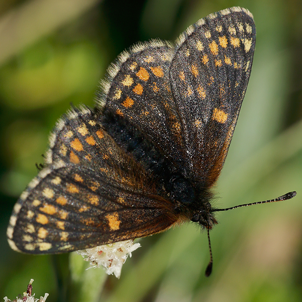 Melitaea asteria