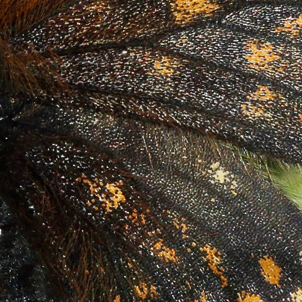 Melitaea asteria