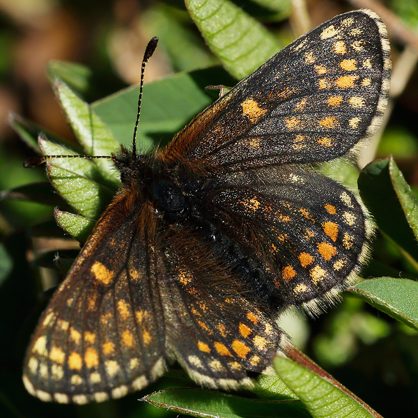 Melitaea asteria