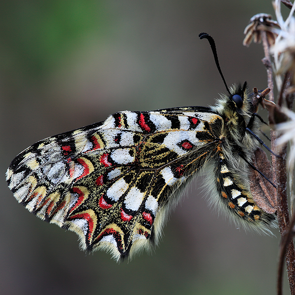 Zerynthia rumina