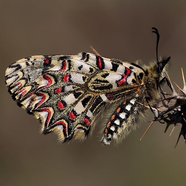 Zerynthia rumina