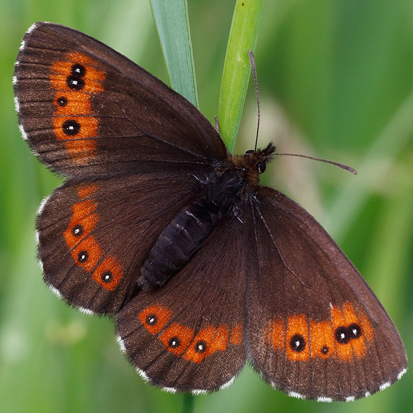 Erebia euryale