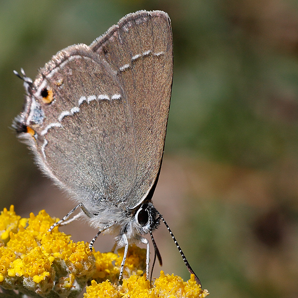 3701-Satyrium abdominalis