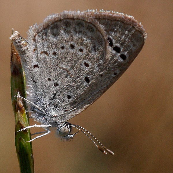 3704-Zizeeria karsandra