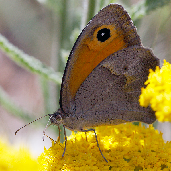 Maniola telmessia