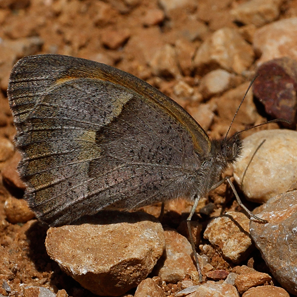 Maniola telmessia