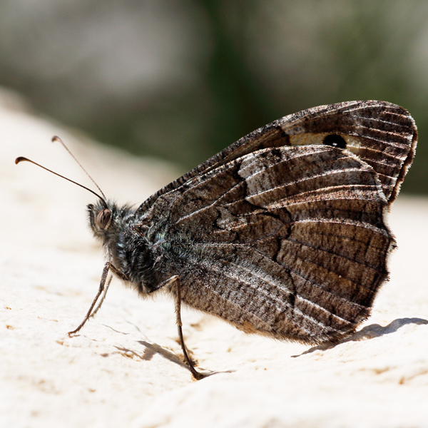 Hipparchia aristaeus