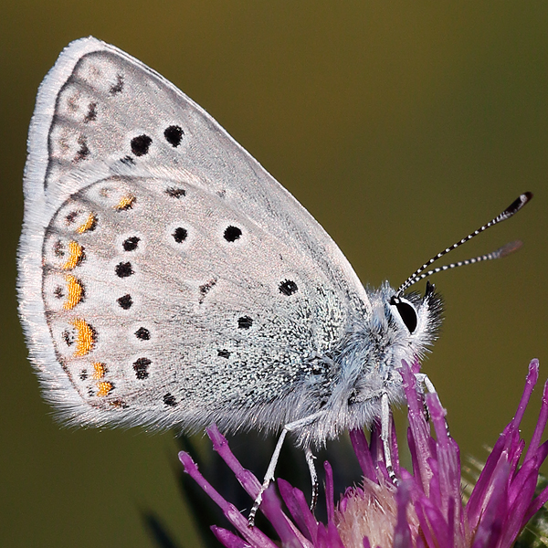 Polyommatus cornelia