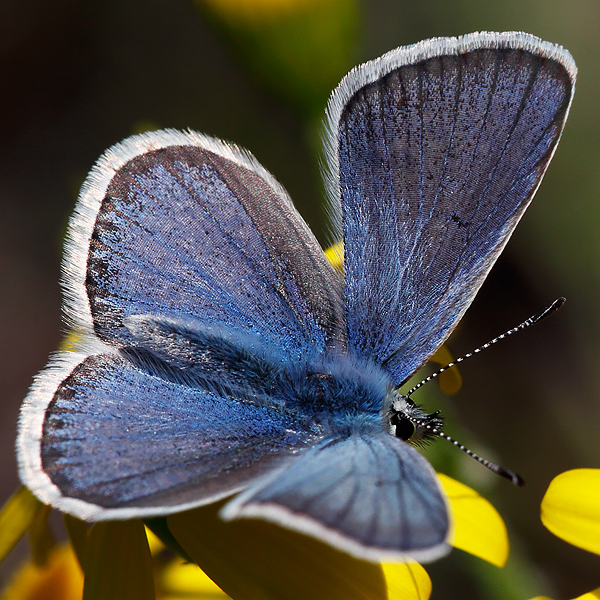 Polyommatus cornelia