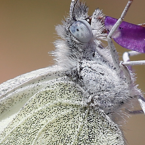 Leptidea duponcheli