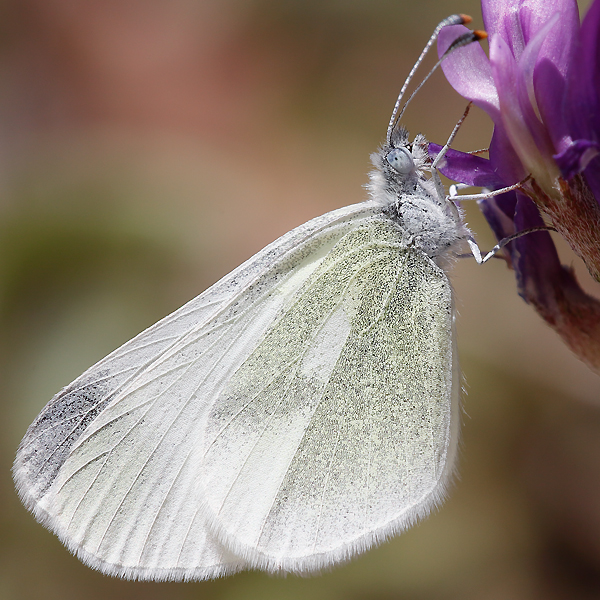 Leptidea duponcheli