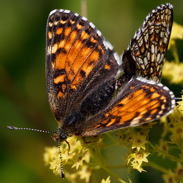 Melitaea irka