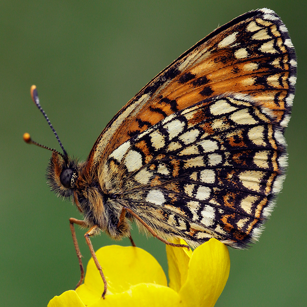 Melitaea diamina