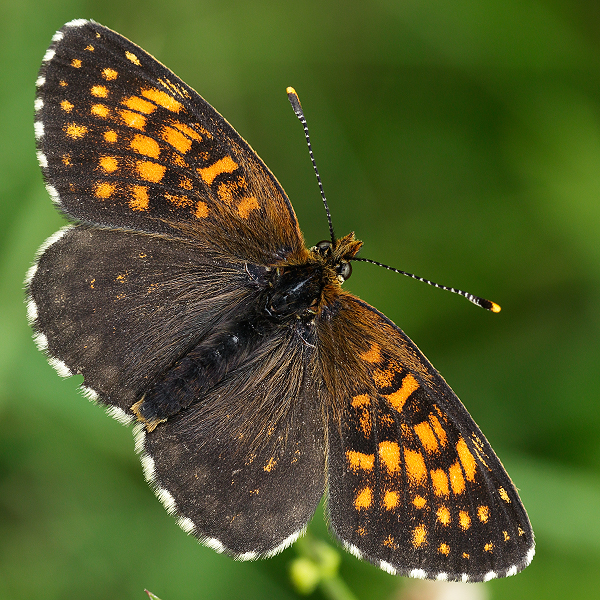 Melitaea diamina